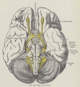 Base du cerveau (gravure) - English School
