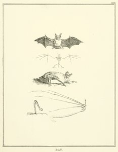 Chauve-souris (gravure)