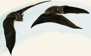 Chauves-souris - English School