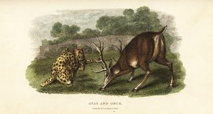 Combat entre un cerf rouge et un tigre de chasse - English School