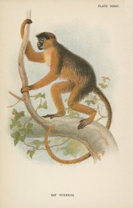 Guereza bai - English School