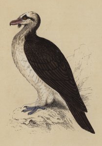Vautour barbu