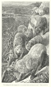 Ours (gravure) - English School
