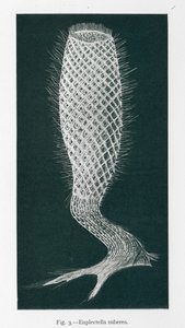 Beautés de la nature : Euplectella Suberea (litho) - English School