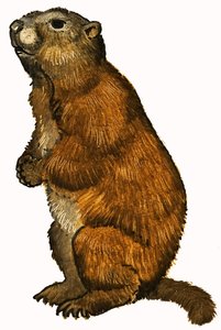 Castor