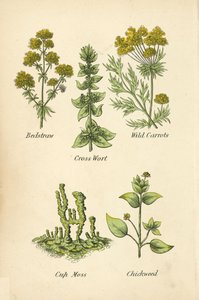 Gaillet, Croix de Saint-André, Carottes sauvages, Lichen en coupe, Stellaire - English School