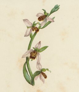 Ophrys abeille, Ophrys Apifera