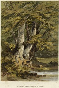 Hêtres, près de Selborne, Hampshire - English School