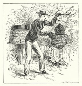 Apiculture (gravure) - English School
