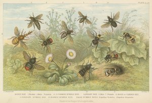Abeilles (gravure colorée)