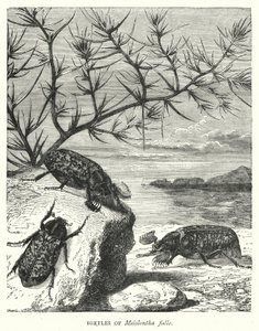 Coléoptères de Melolontha fullo (gravure) - English School