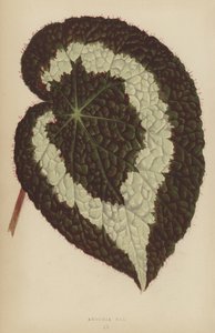 Begonia Rex - English School