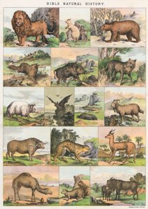 Histoire naturelle de la Bible - English School