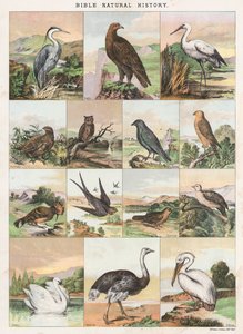 Histoire Naturelle de la Bible - English School
