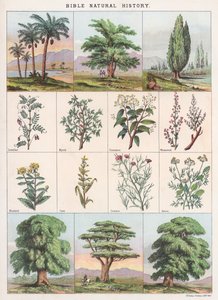 Histoire naturelle de la Bible