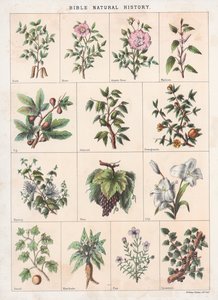 Histoire Naturelle de la Bible - English School