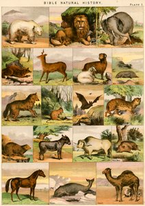 Histoire Naturelle de la Bible - English School