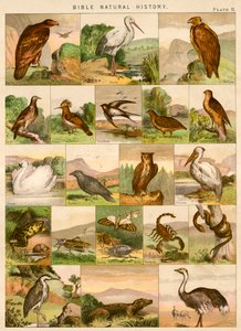 Histoire naturelle de la Bible - English School