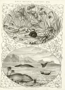 Histoire naturelle de la Bible - English School