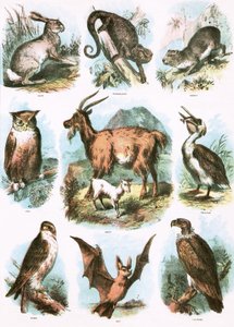 Illustrations bibliques - English School