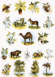 Illustrations bibliques - English School