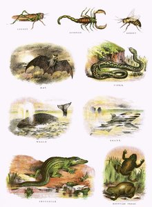 Histoire naturelle biblique - English School