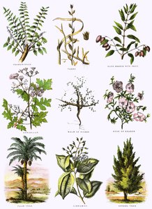 Histoire naturelle biblique