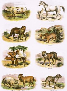 Histoire naturelle biblique - English School