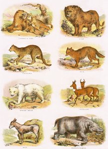 Histoire naturelle biblique - English School