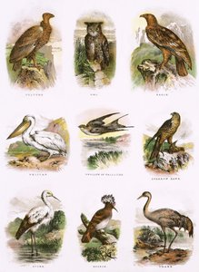 Histoire naturelle biblique - English School