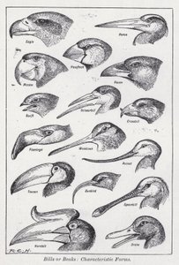 Factures ou becs, formes caractéristiques - English School
