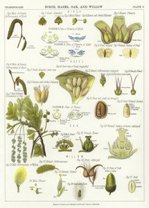Bouleau, Noisetier, Chêne et Saule - English School