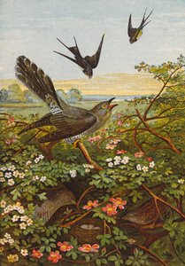 Oiseaux (lithographie couleur) - English School