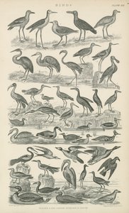 Oiseaux - English School