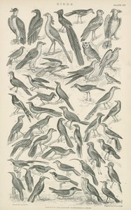 Oiseaux (gravure) - English School