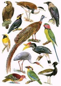 Oiseaux