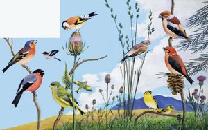 Oiseaux - English School