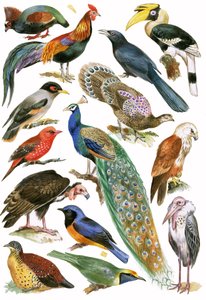 Oiseaux - English School