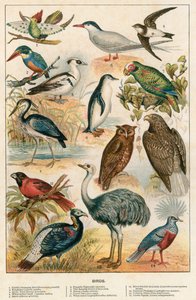 Oiseaux - English School
