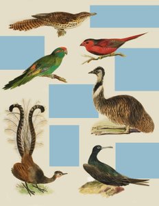 Oiseaux - English School
