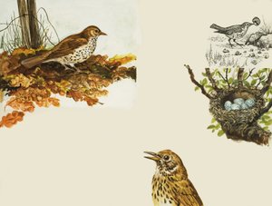 Oiseaux et Nid d