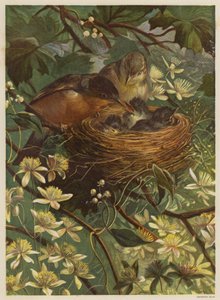 Oiseaux nourrissant leurs petits dans un nid - English School