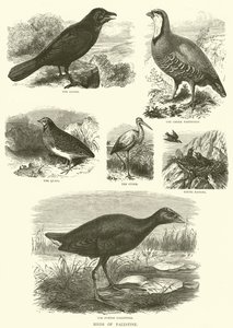 Oiseaux de Palestine (gravure) - English School