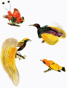 Les oiseaux du paradis