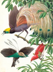 Oiseaux de paradis