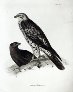 Oiseaux de proie, planche 2 de 