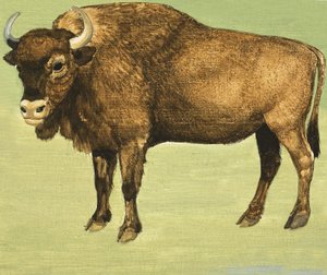 Bison ou Buffle américain - English School