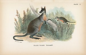 Wallaby à queue noire - English School