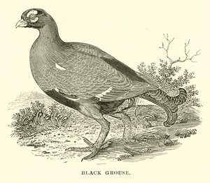 Tétras lyre (gravure) - English School