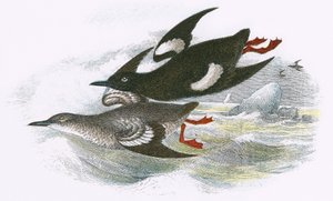 Guillemot à miroir - English School